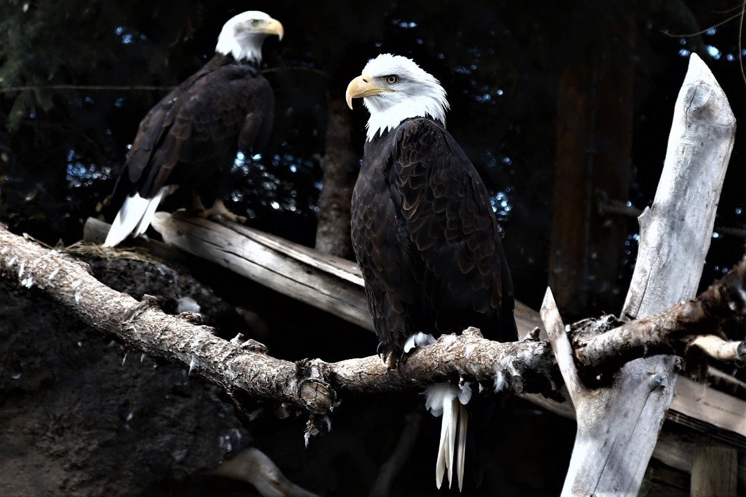 Mountain America Partners with Utah’s Hogle Zoo for Save the Eagles Day